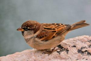 a small bird sitting on a rock photo