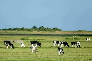 vacas pasto en un campo cerca un viento granja foto