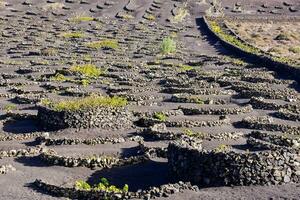 a field of rocks and plants in the middle of a desert photo