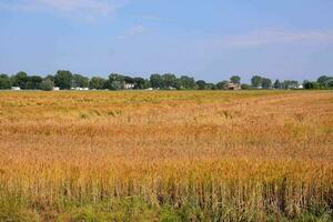 a field of golden wheat photo