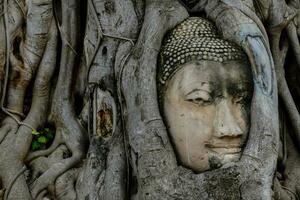 a buddha head is in the middle of a tree photo