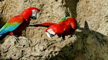two red and green parrots sitting on a rock photo