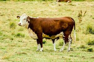 a brown and white cow standing in a grassy field photo