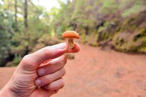 a person holding a small mushroom in their hand photo