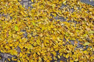 yellow leaves on the ground in the street photo