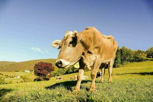 a cow is standing on a grassy hill photo