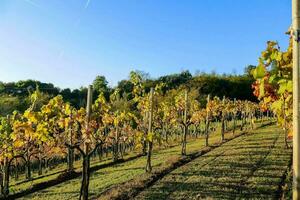 a vineyard with green vines and yellow leaves photo