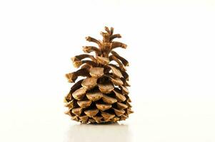 a small pine cone on a white surface photo