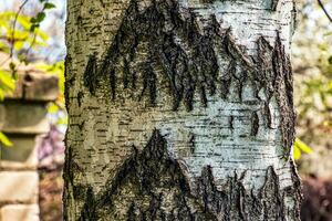 Birch bark texture. The texture of the birch bark. Birch bark background. Birch tree trunk, Betula pendula. photo