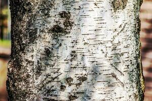 Birch bark texture. The texture of the birch bark. Birch bark background. Birch tree trunk, Betula pendula. photo