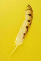 an isolated feather photo