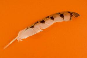 an isolated feather photo