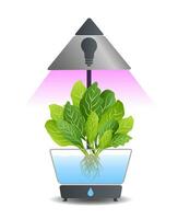 Portable hydroponic aeroponic system for ecofriendly growing of green lettuce, vegetables and herbs. With automatic watering system and purple phyto lighting. Phytolamp vector