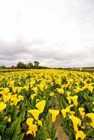 un campo de amarillo flores foto