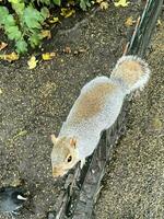 un ver de un gris ardilla en un Londres parque foto