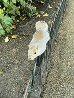 un ver de un gris ardilla en un Londres parque foto