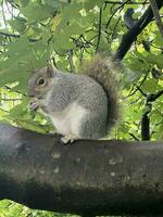 A view of a Grey Squirrel in a London Park photo