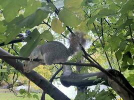 A view of a Grey Squirrel in a London Park photo