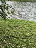 A close up of a Grey Heron photo