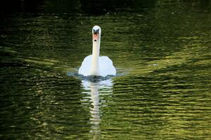 A close up of a Mute Swan photo