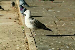 A close up of a Sea Gull in London photo