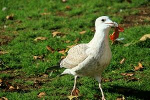 A close up of a Sea Gull in London photo
