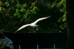 un cerca arriba de un mar gaviota en Londres foto