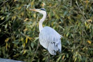 A close up of a Grey Heron photo