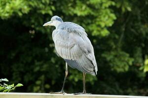 A close up of a Grey Heron photo