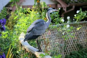 A close up of a Grey Heron photo