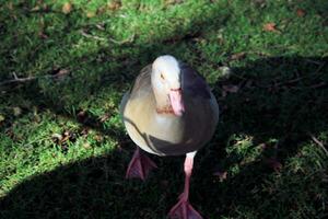 A close up of an Egyptian Goose photo