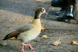 A close up of an Egyptian Goose photo