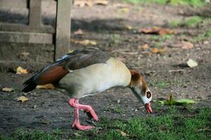 A close up of an Egyptian Goose photo