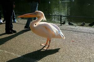 London in the UK on 14 October 2023. A view of a Pelican surrounded by Tourists in London photo