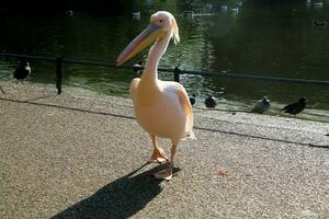 A close up of a Pelican in London photo