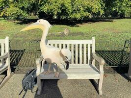 A view of a Pelican in London photo