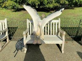 A view of a Pelican in London photo