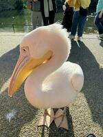 A view of a Pelican in London photo