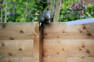 A view of a Blackbird on a fence photo