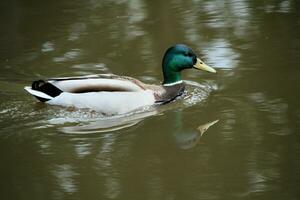 un ver de un pato real Pato en el agua foto