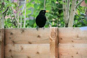 A view of a Blackbird on a fence photo