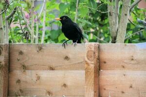 A view of a Blackbird on a fence photo