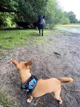 A view of some Cows at Brown Moss Nature Reserve photo