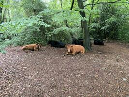 A view of some Cows at Brown Moss Nature Reserve photo