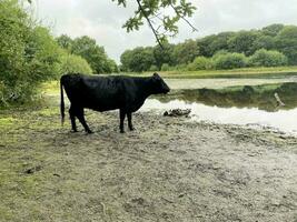 A view of some Cows at Brown Moss Nature Reserve photo