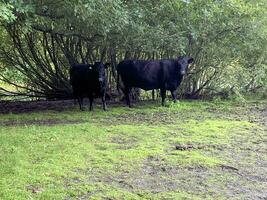 A view of some Cows at Brown Moss Nature Reserve photo