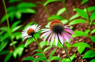 AI generated Illustration of Echinacea purpurea generative ai. A classic North American prairie plant with showy large flowers. photo