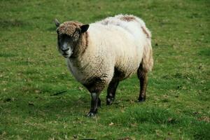 A viev of a Sheep on a farm photo