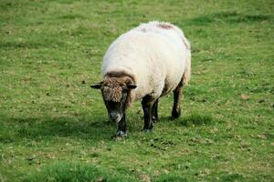 A viev of a Sheep on a farm photo