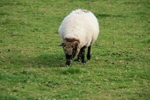 A viev of a Sheep on a farm photo